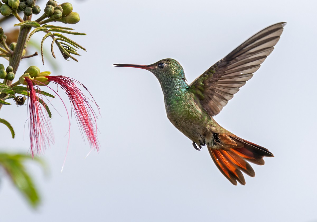 Rufous-tailed Hummingbird (Rufous-tailed) - ML616145628