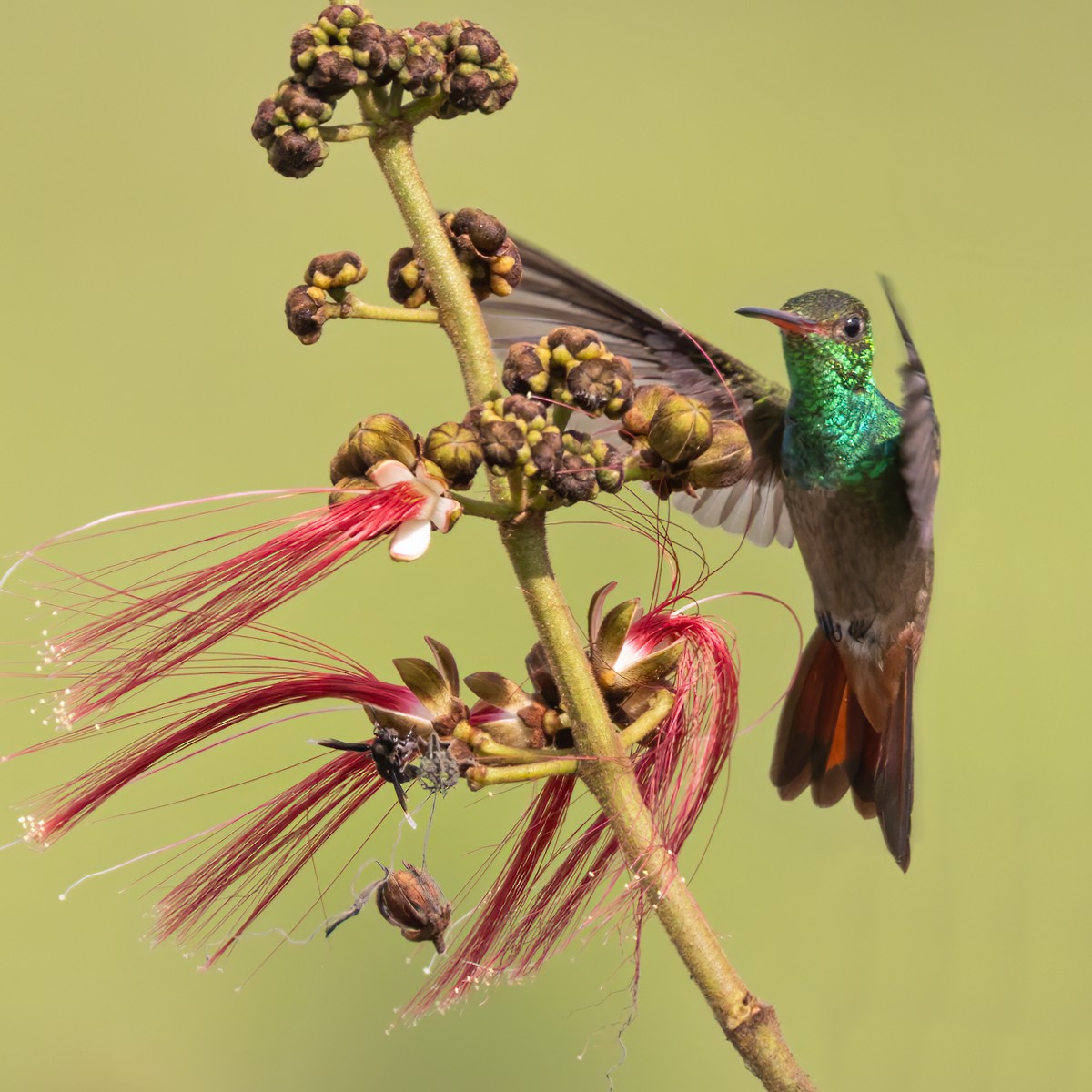 Rufous-tailed Hummingbird (Rufous-tailed) - ML616145629