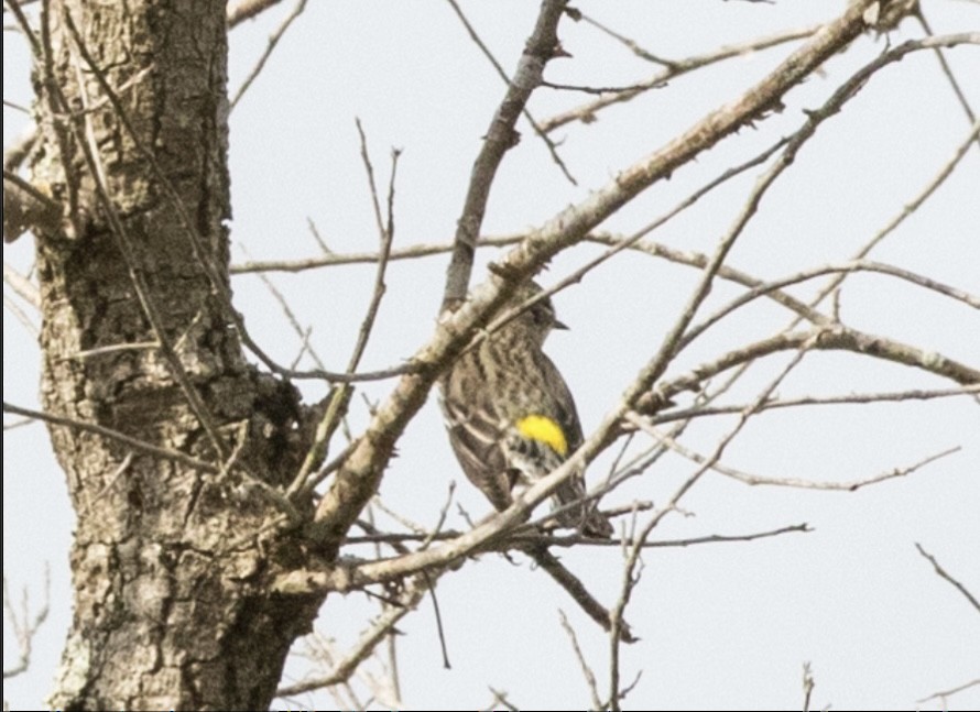 Yellow-rumped Warbler - ML616145654