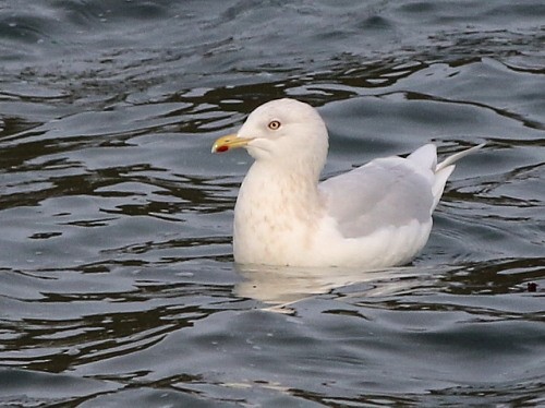 Iceland Gull (glaucoides) - ML616145744