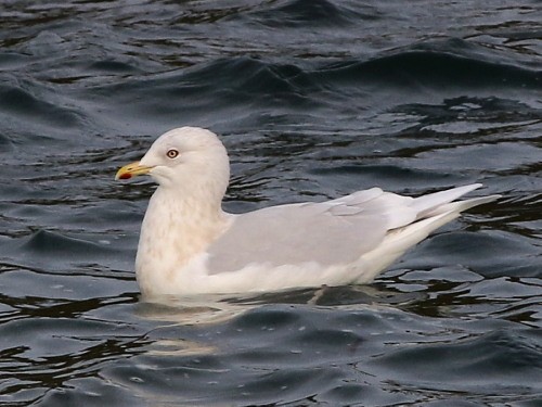 Iceland Gull (glaucoides) - ML616145747