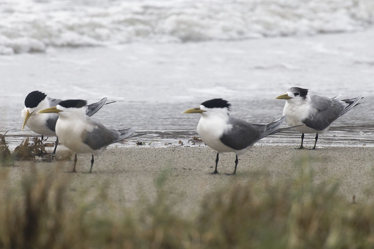 Great Crested Tern - ML616145789