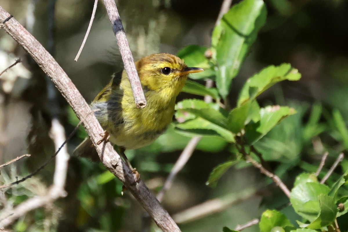 Yellow-throated Woodland-Warbler - ML616145807