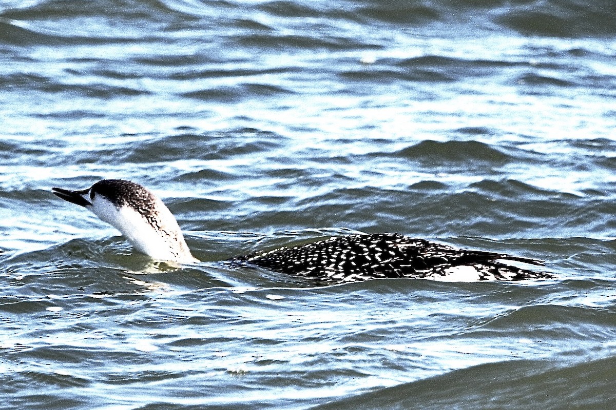 Red-throated Loon - ML616145918