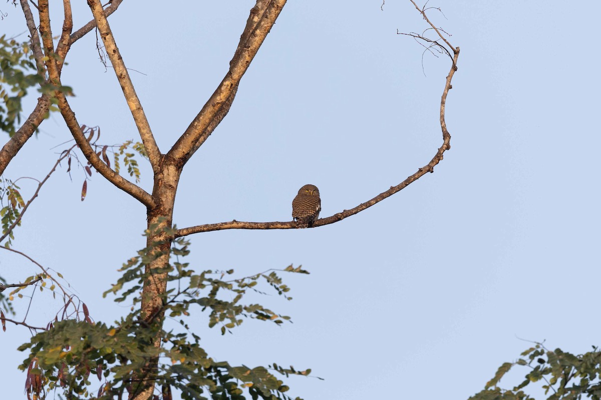Asian Barred Owlet - ML616145988