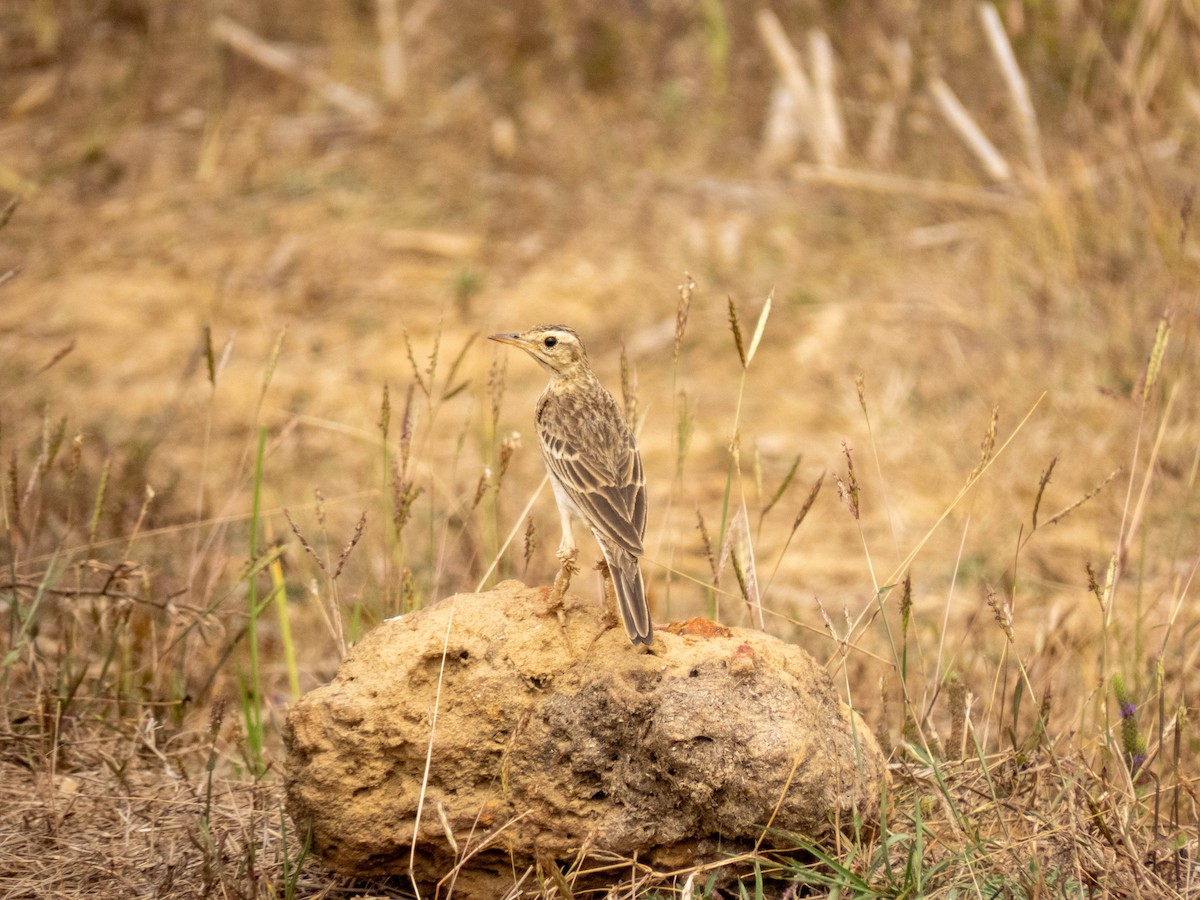 pipit sp. - ML616146002