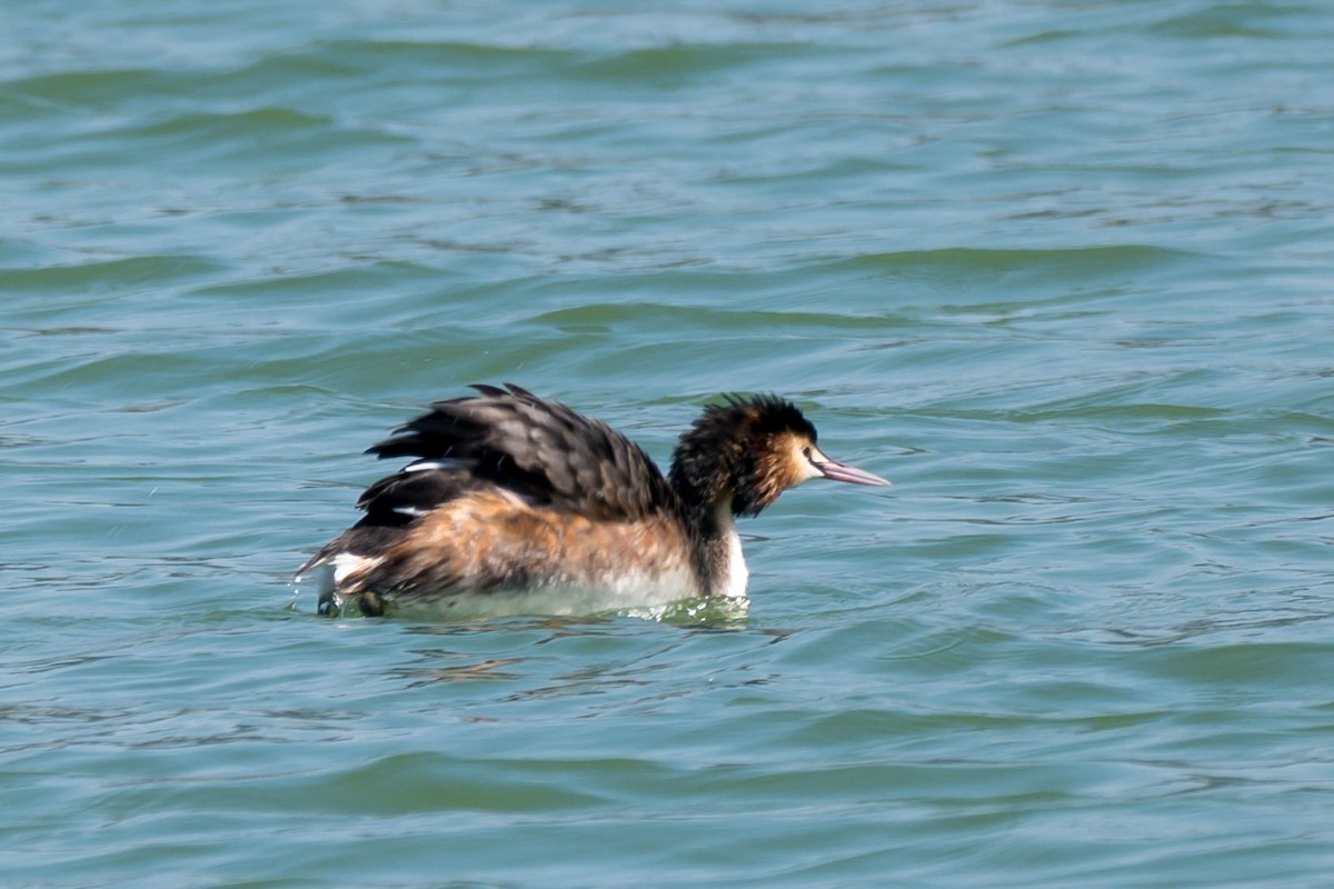 Great Crested Grebe - ML616146122
