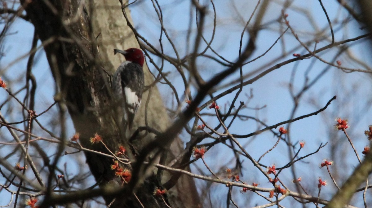 Red-headed Woodpecker - ML616146185
