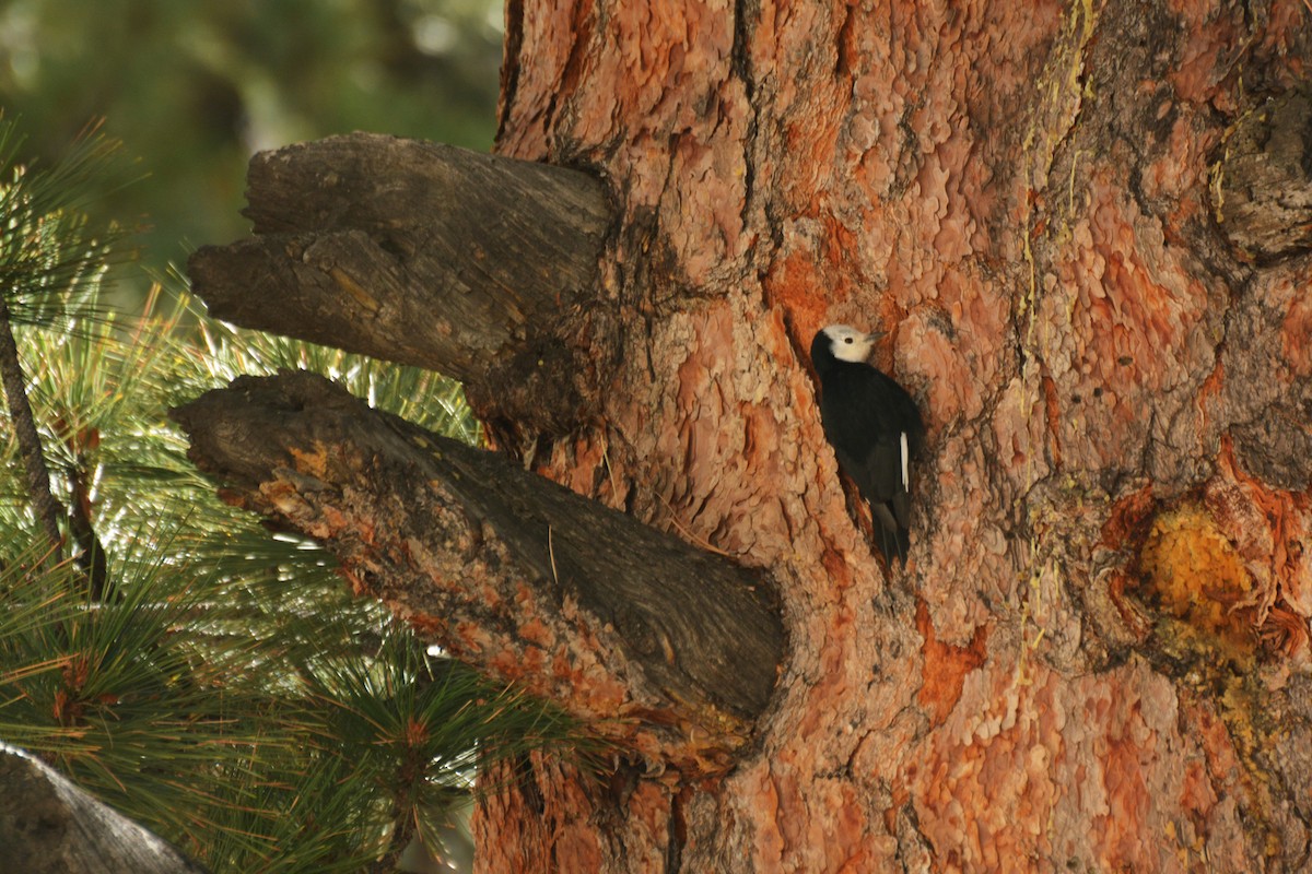 White-headed Woodpecker - ML616146235