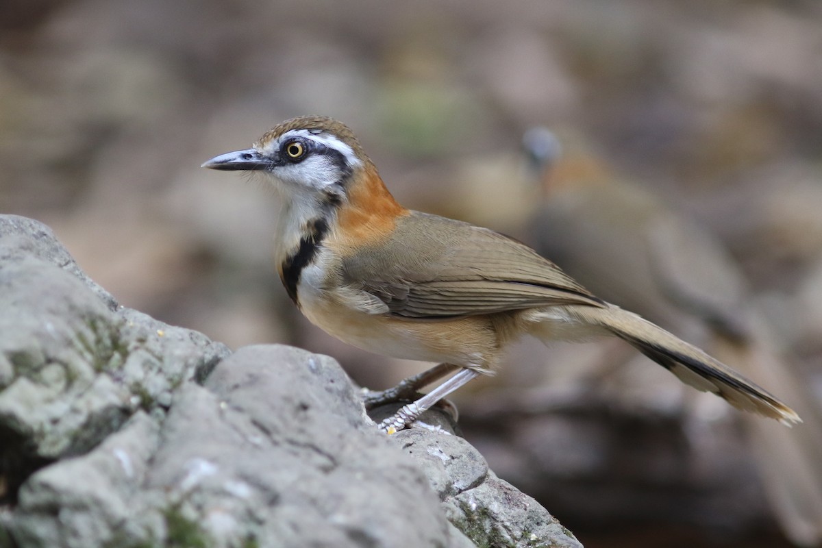 Lesser Necklaced Laughingthrush at Kaeng Krachan NP--Dab Toon's hide (restricted access) by Benjamin Pap
