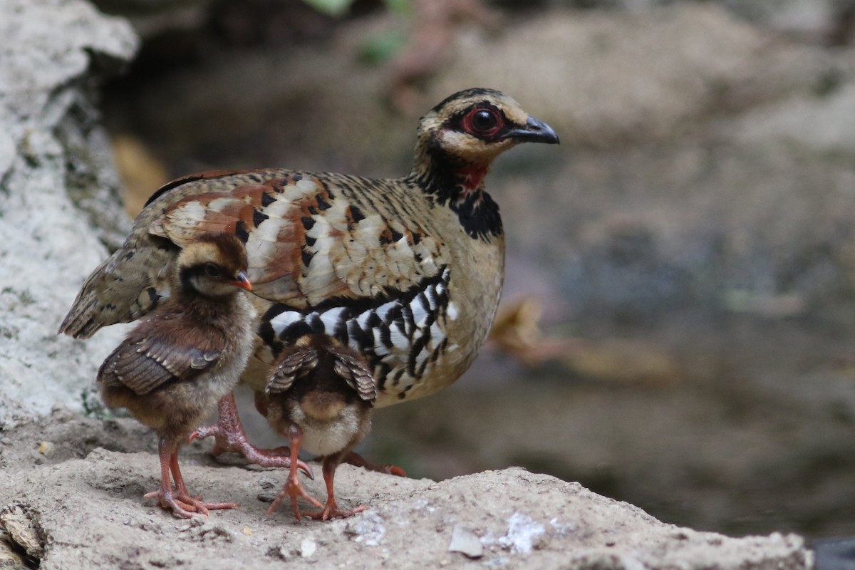 Bar-backed Partridge at Kaeng Krachan NP--Dab Toon's hide (restricted access) by Benjamin Pap