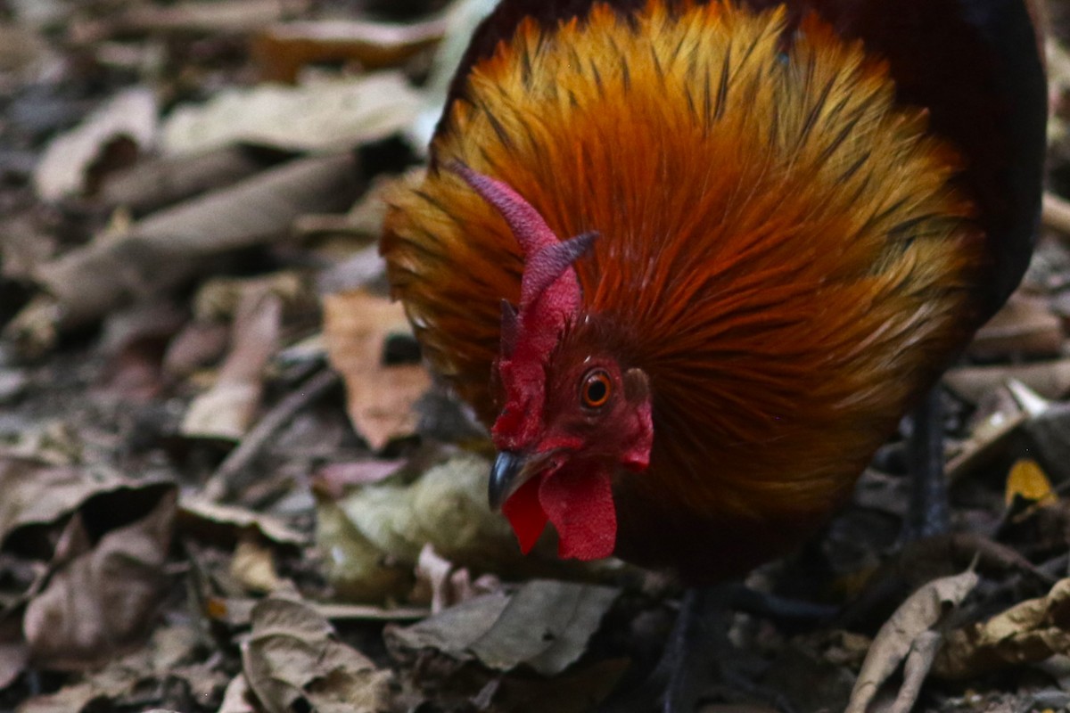 Red Junglefowl at Kaeng Krachan NP--Dab Toon's hide (restricted access) by Benjamin Pap