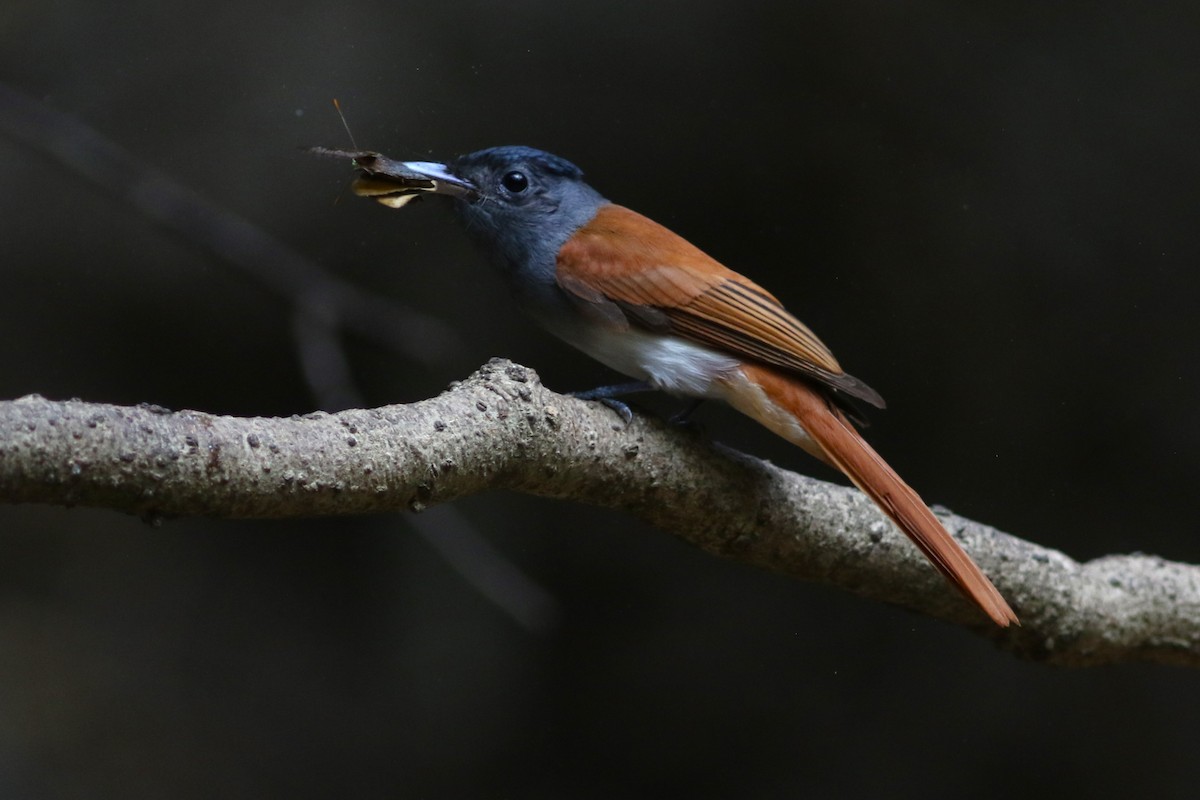 Blyth's Paradise-Flycatcher (Blyth's) at Kaeng Krachan NP--Dab Toon's hide (restricted access) by Benjamin Pap