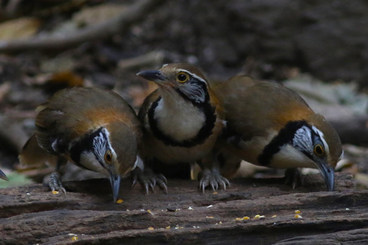 Greater Necklaced Laughingthrush at Kaeng Krachan NP--Dab Toon's hide (restricted access) by Benjamin Pap