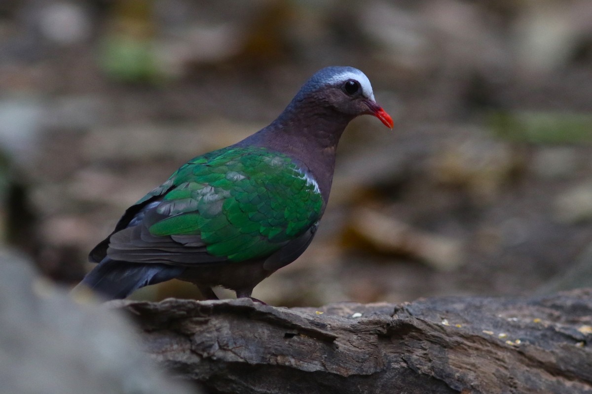 Asian Emerald Dove at Kaeng Krachan NP--Dab Toon's hide (restricted access) by Benjamin Pap