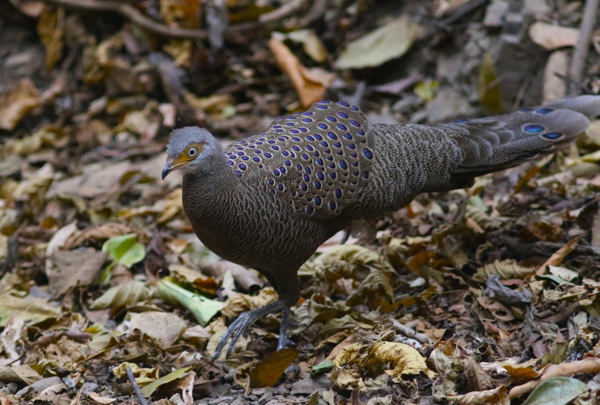 Gray Peacock-Pheasant at Kaeng Krachan NP--Dab Toon's hide (restricted access) by Benjamin Pap