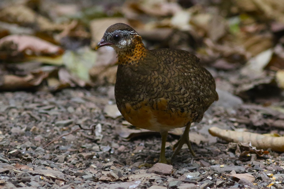 Scaly-breasted Partridge (Green-legged) at Kaeng Krachan NP--Dab Toon's hide (restricted access) by Benjamin Pap