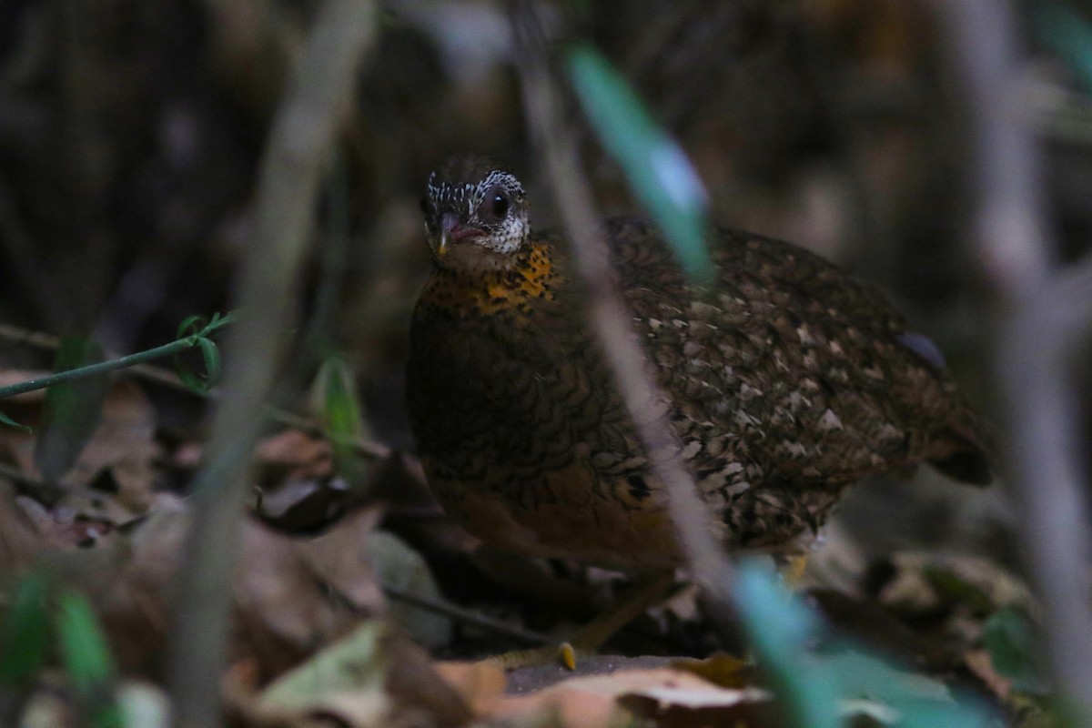Scaly-breasted Partridge (Green-legged) - ML616146368