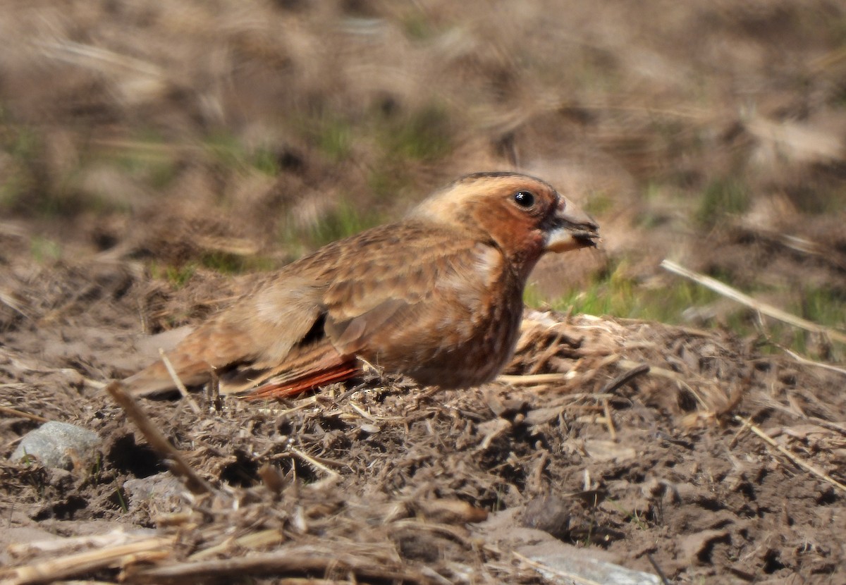 Crimson-winged Finch (African) - ML616146510