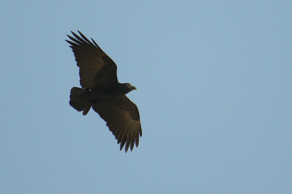 Fan-tailed Raven - ML616146863