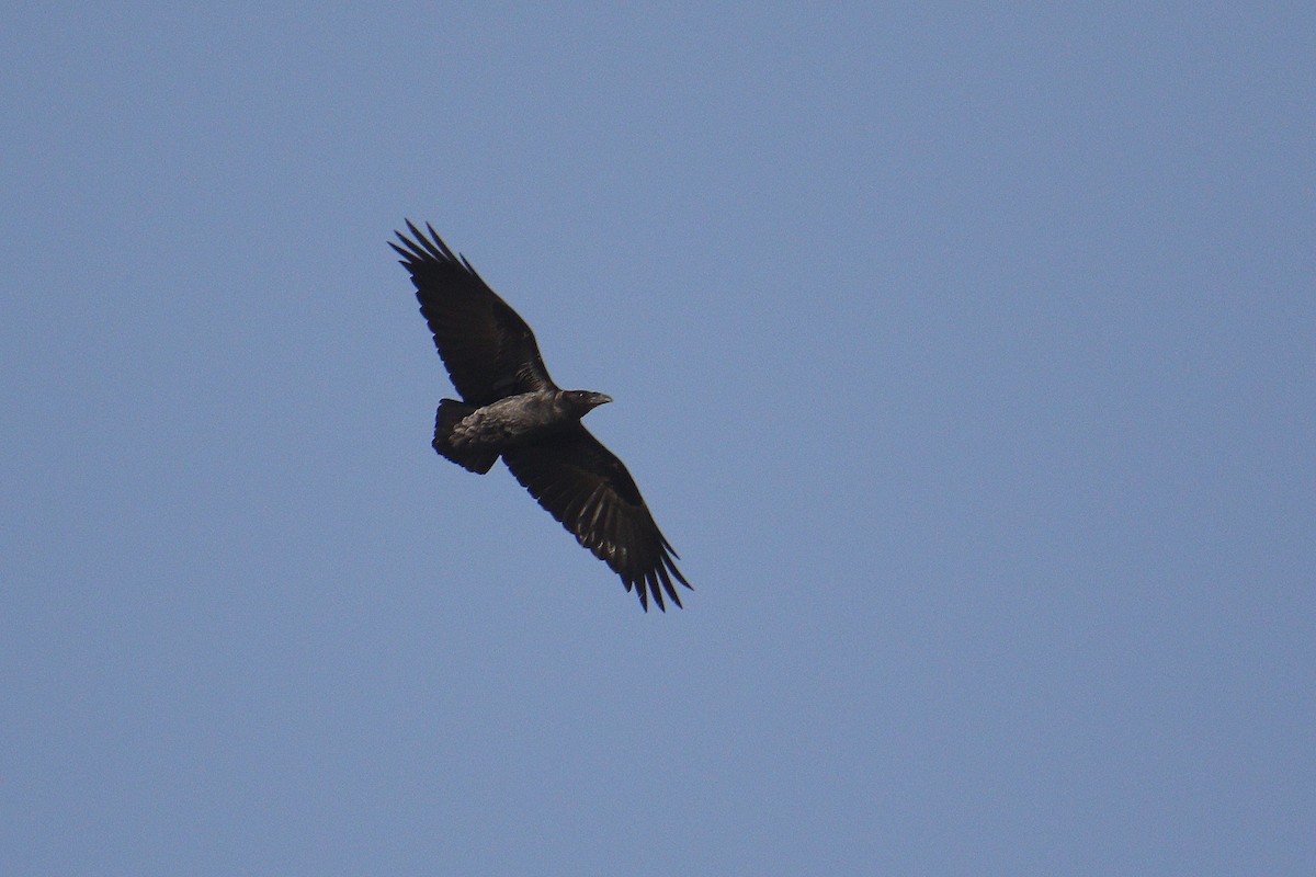 Fan-tailed Raven - ML616146864