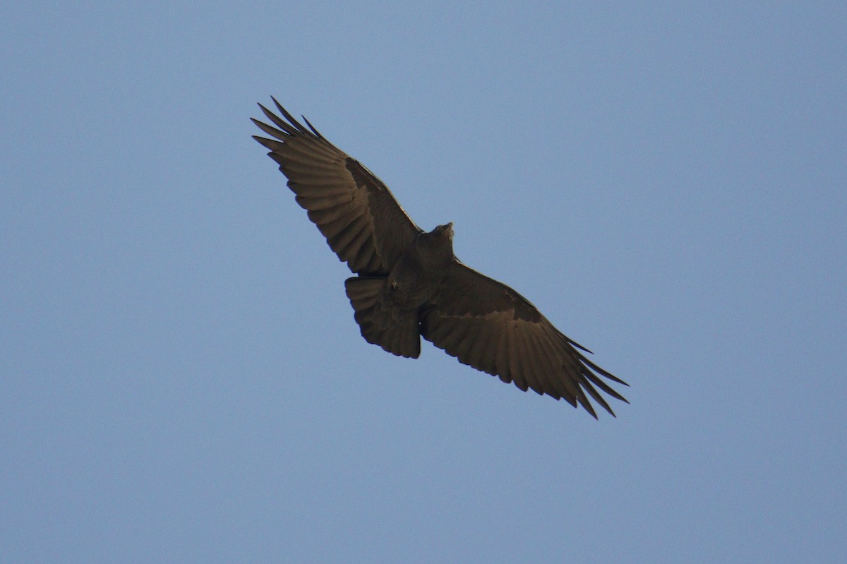 Fan-tailed Raven - Andrzej Kośmicki