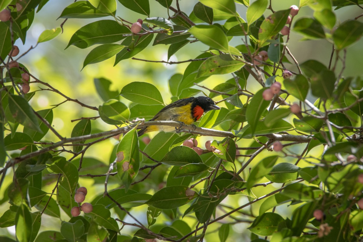 Scarlet-breasted Flowerpecker - ML616146979