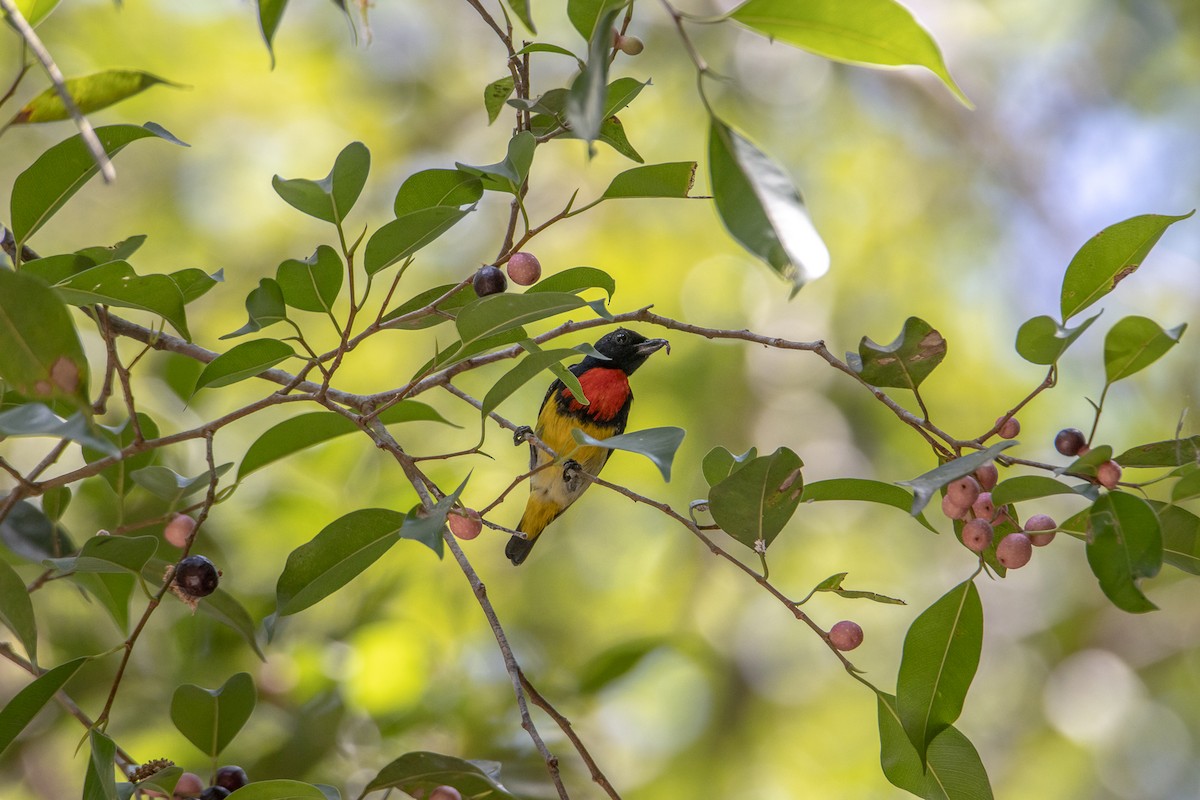 Scarlet-breasted Flowerpecker - ML616146980