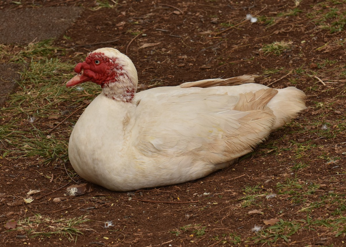 Muscovy Duck (Domestic type) - ML616147017