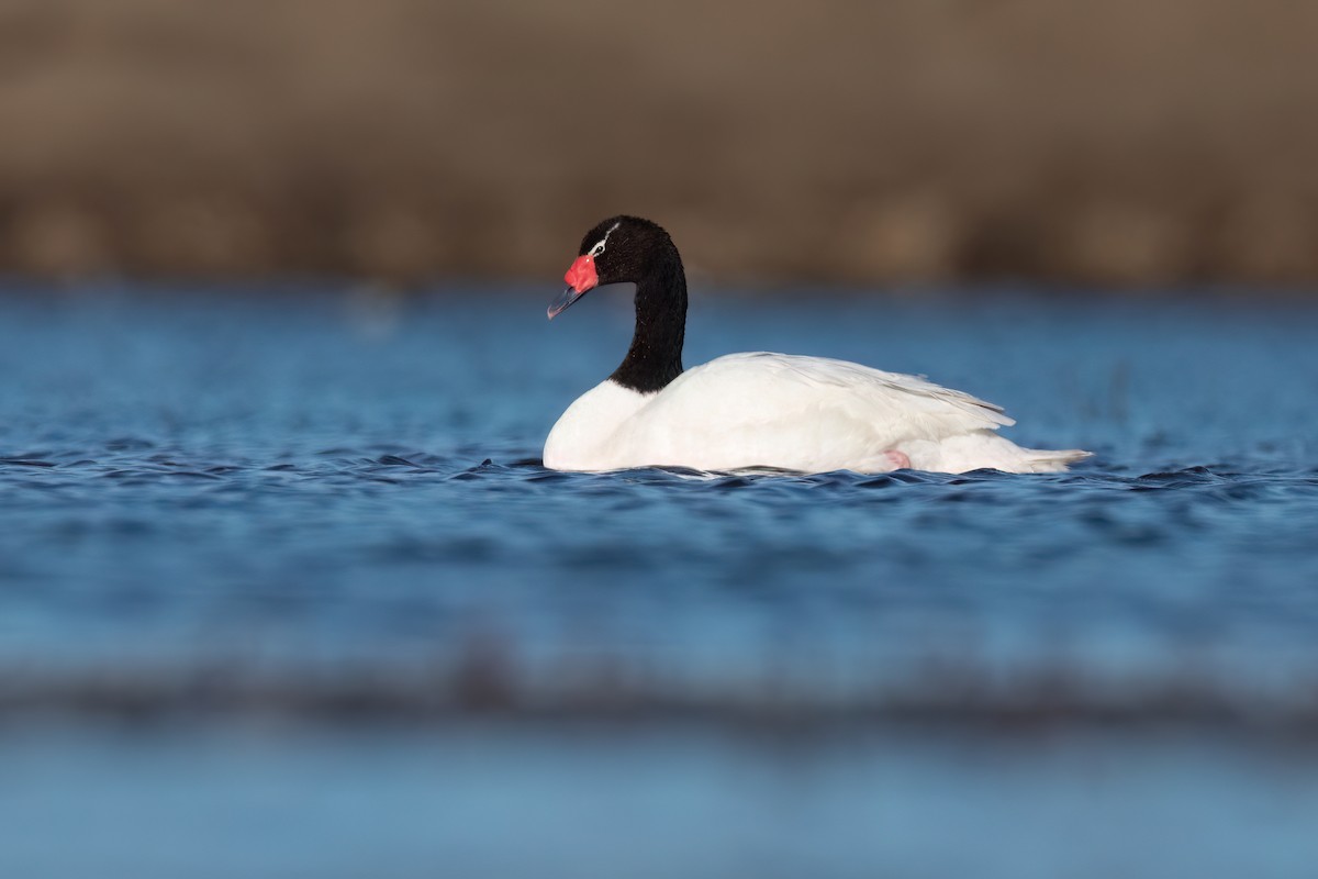 Black-necked Swan - ML616147273