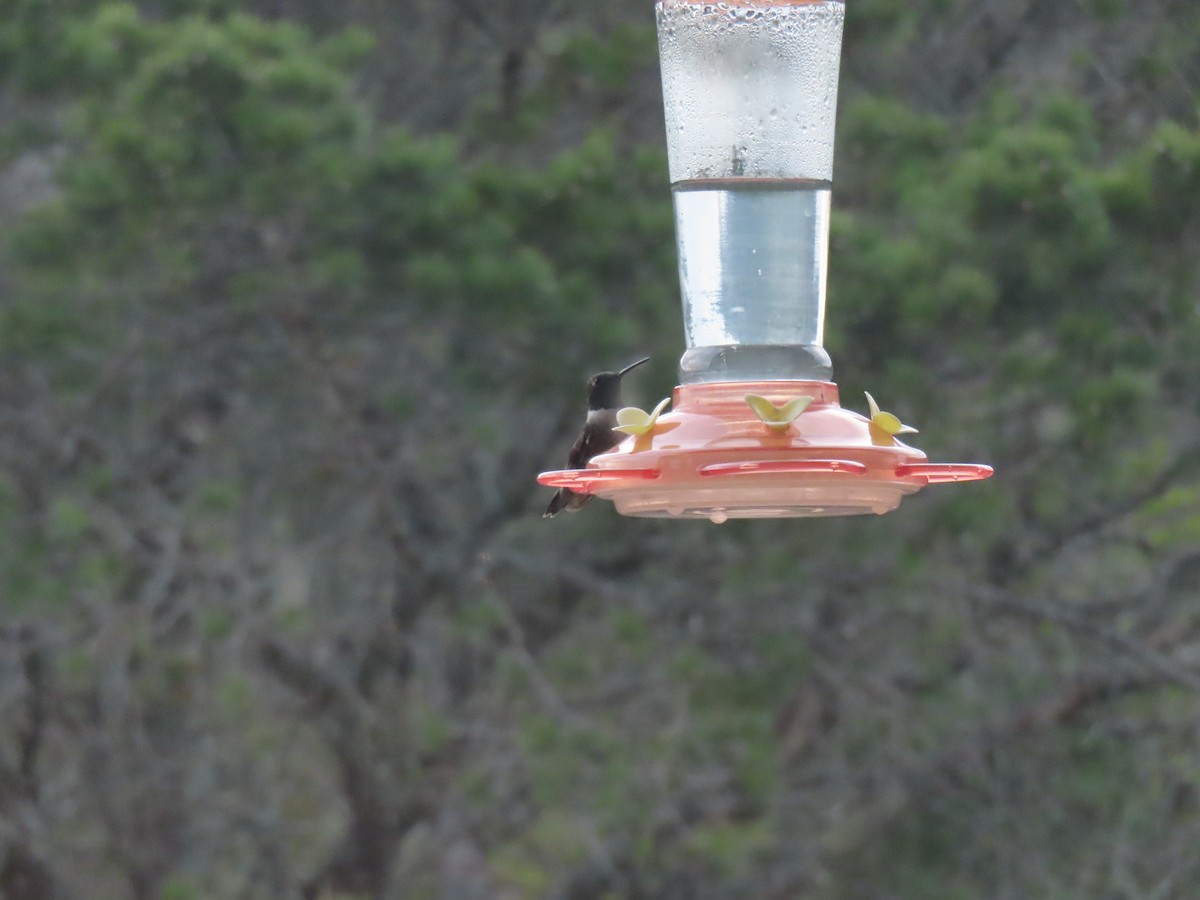 Black-chinned Hummingbird - ML616147312
