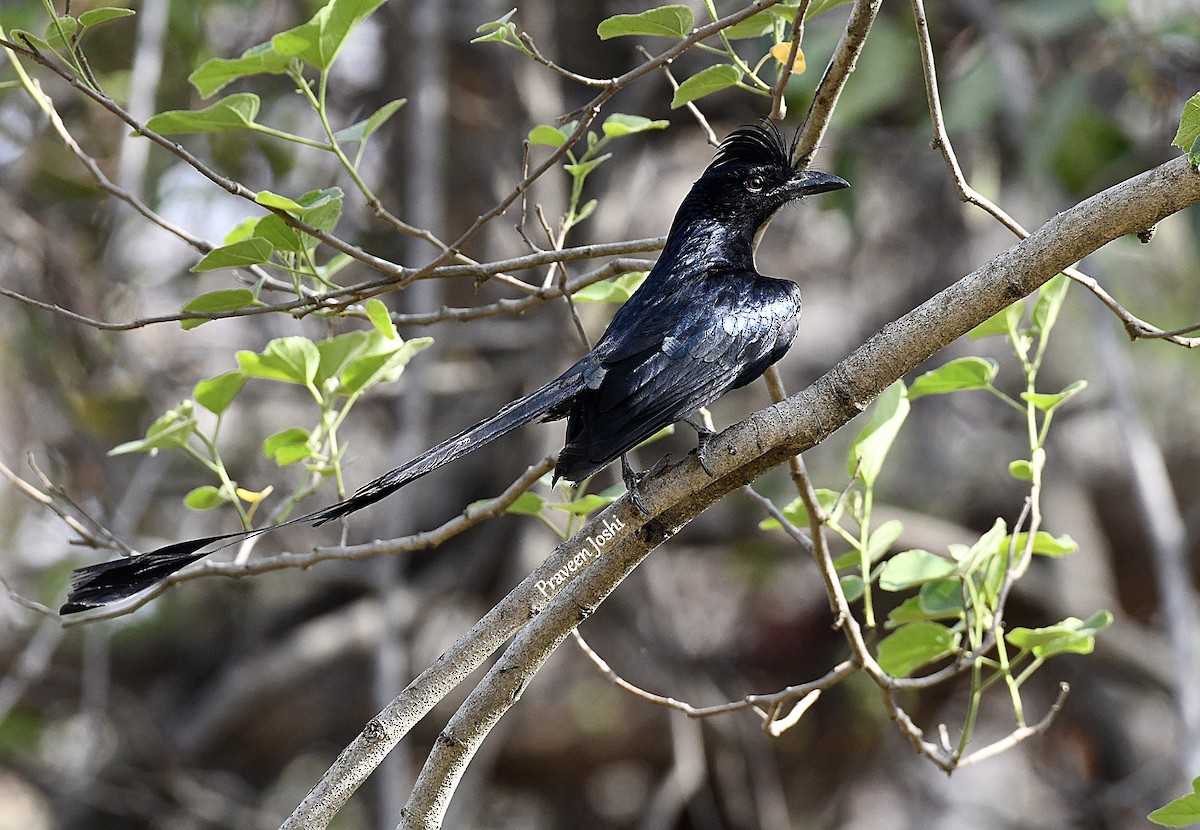 Greater Racket-tailed Drongo - ML616147330