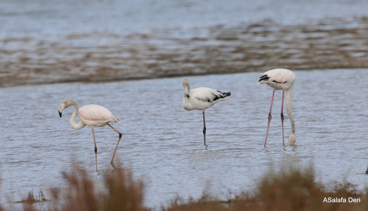 Greater Flamingo - ML616147351