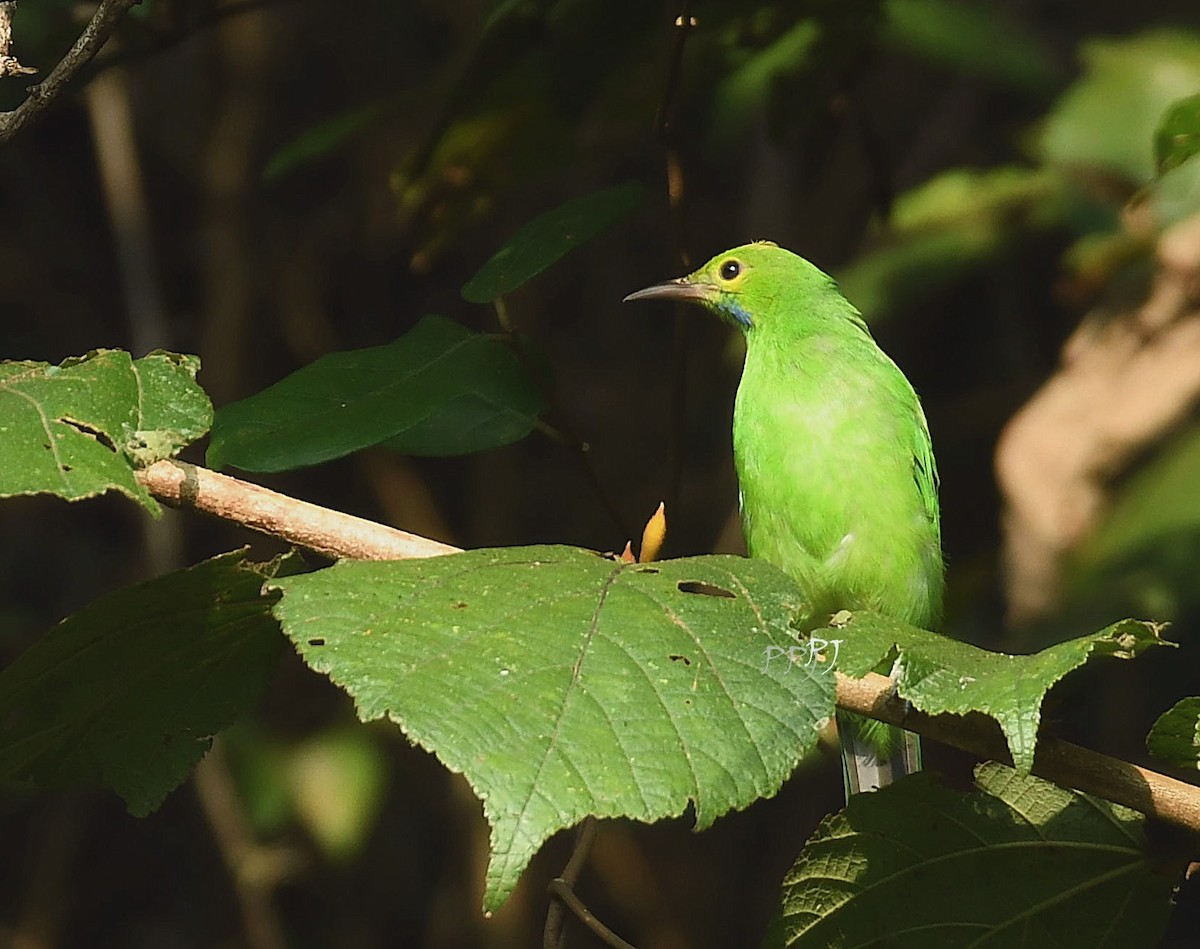 Jerdon's/Golden-fronted Leafbird - Praveen Joshi