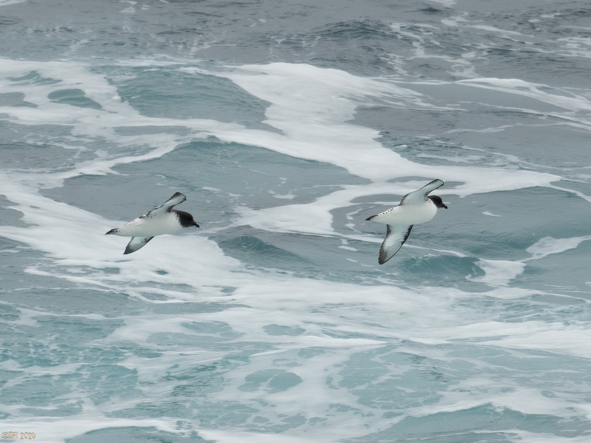 Cape Petrel (Antarctic) - ML616147523