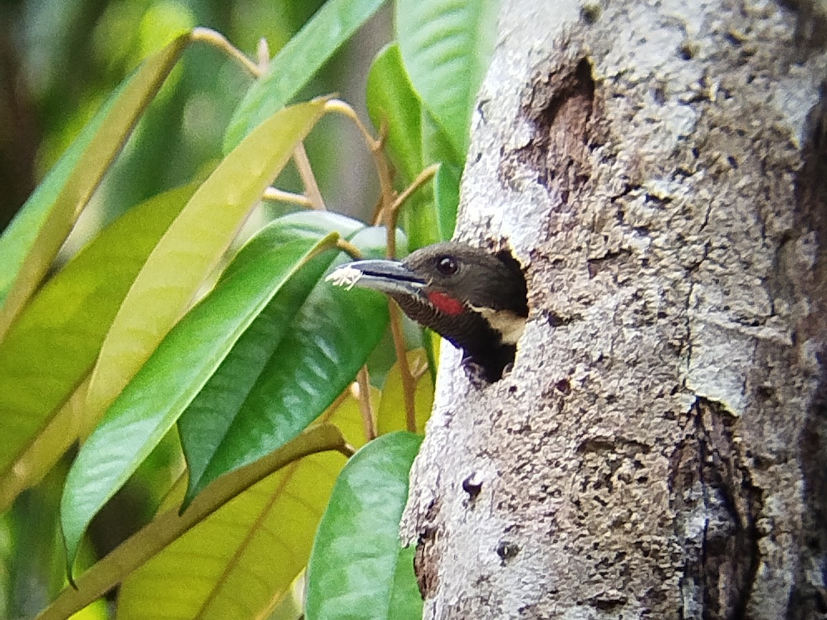 Buff-necked Woodpecker - ML616147687