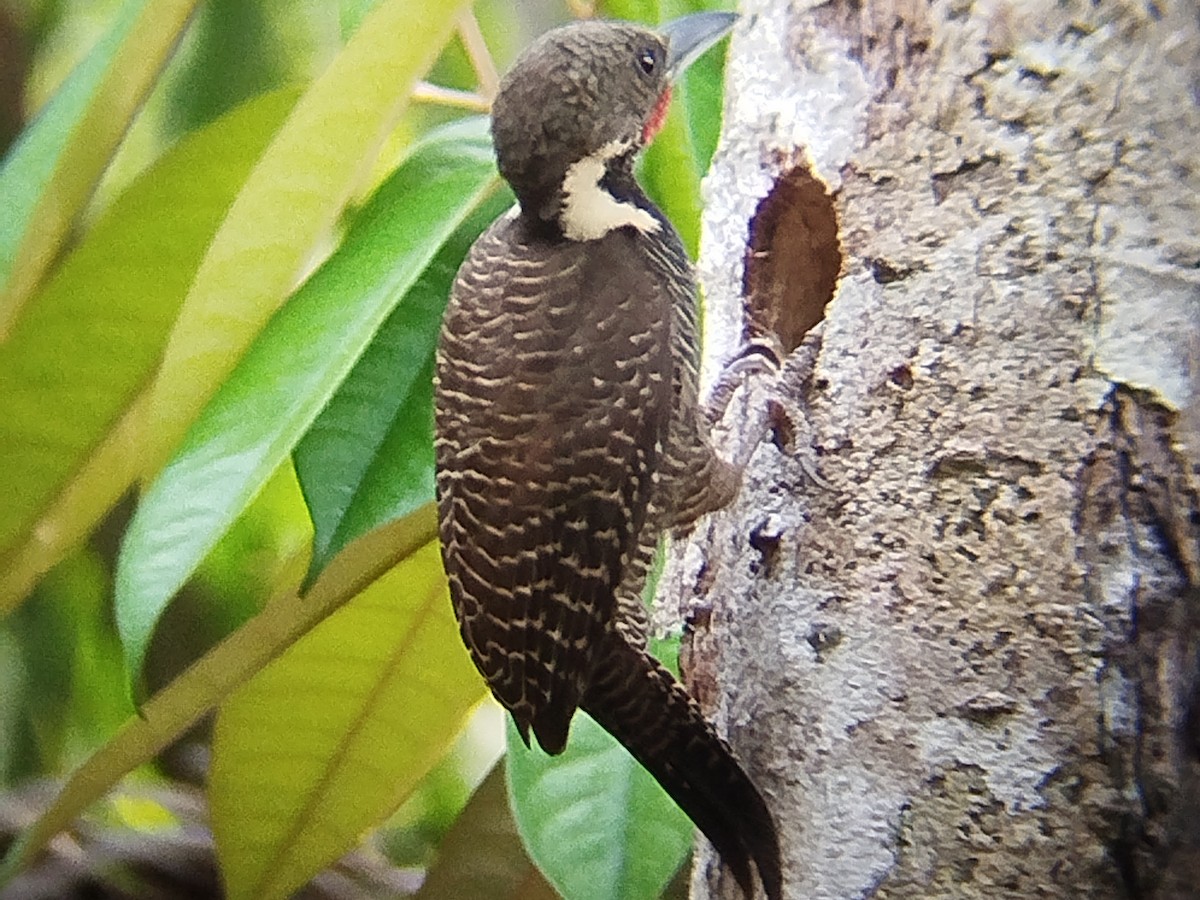 Buff-necked Woodpecker - ML616147691