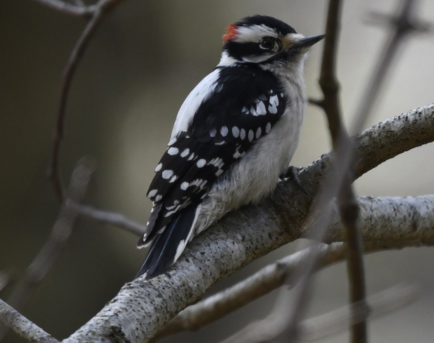 Downy Woodpecker (Eastern) - Randy Bodkins