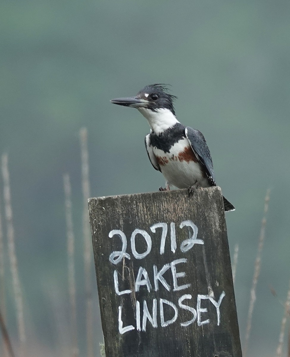 Belted Kingfisher - ML616147948