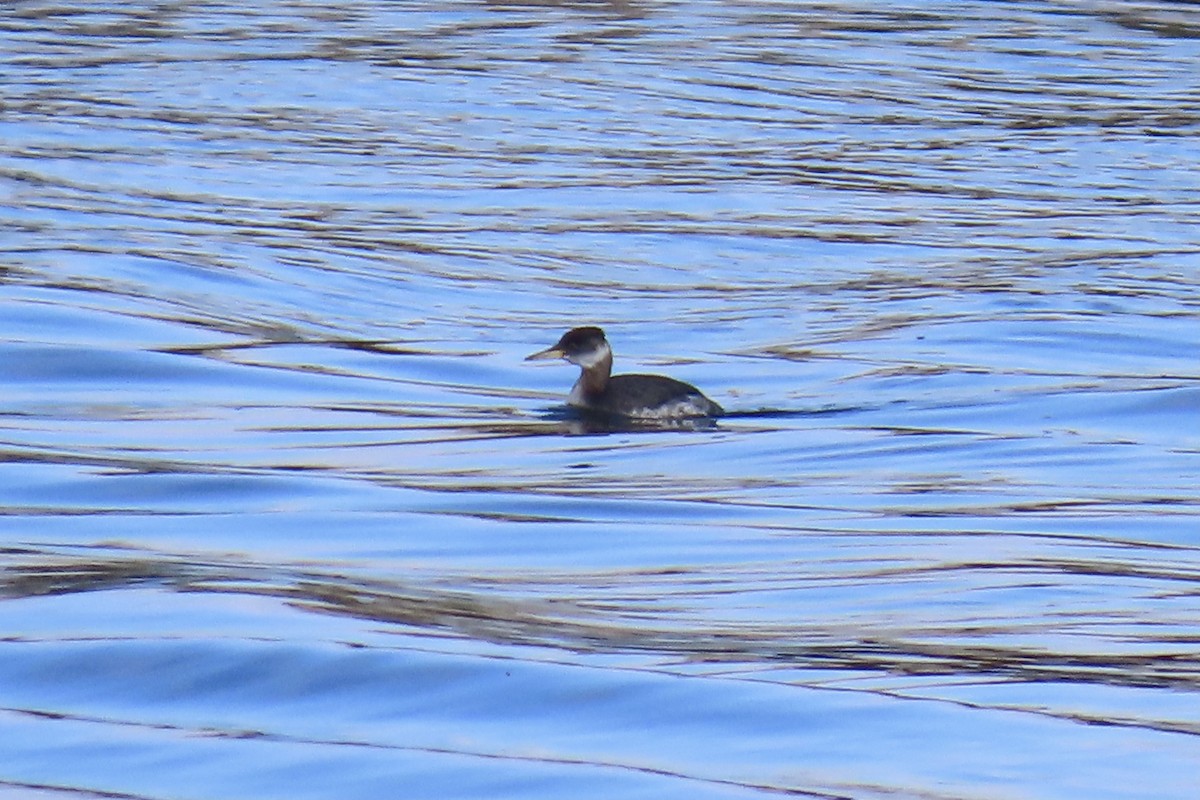 Red-necked Grebe - ML616148004