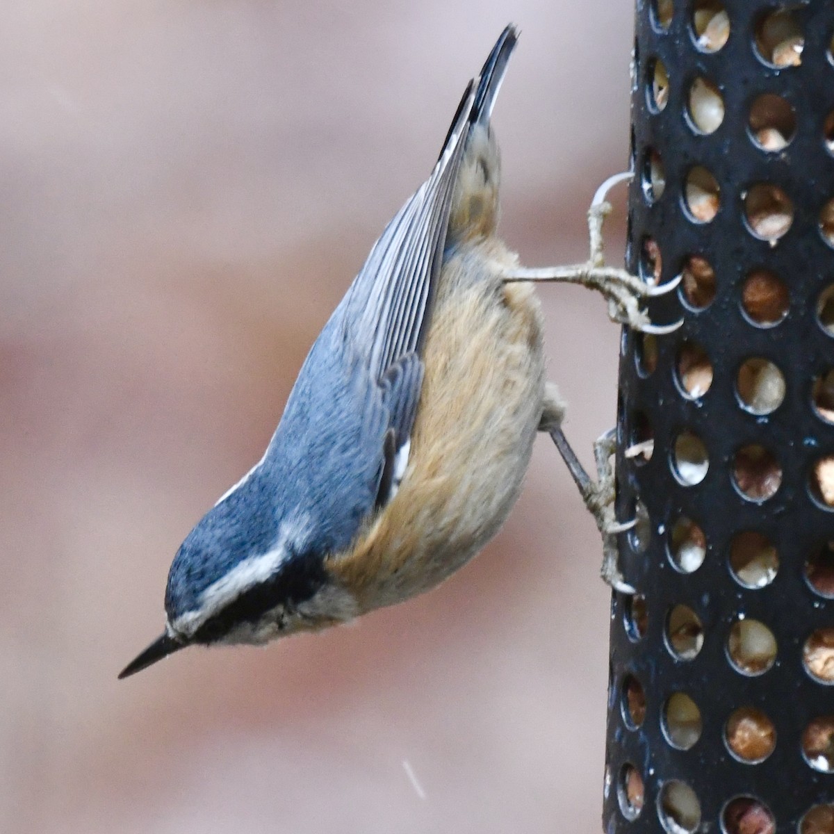 Red-breasted Nuthatch - ML616148107