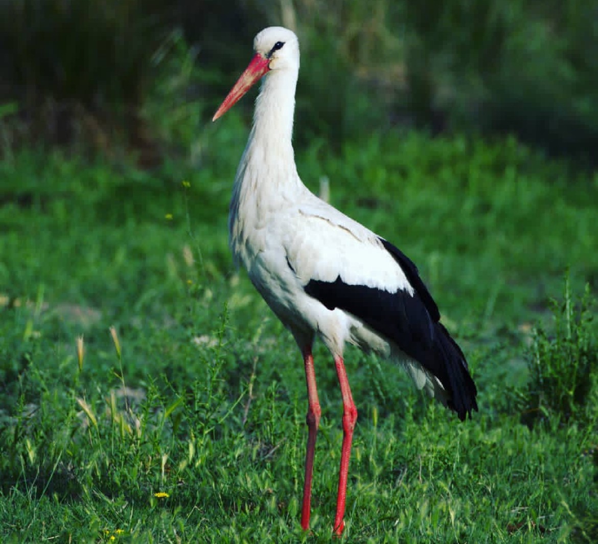 White Stork - ebrahim shafizadeh