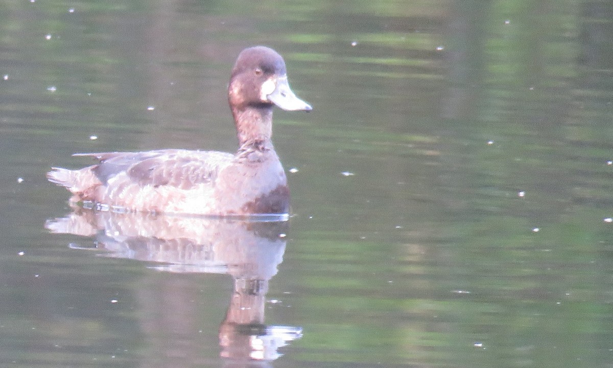 Greater/Lesser Scaup - ML616148206