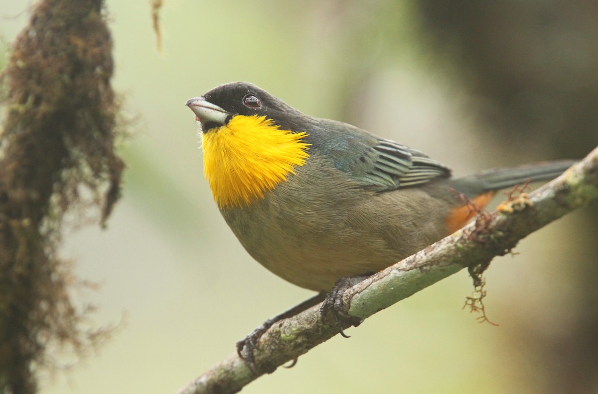 Yellow-throated Tanager - ML61614831