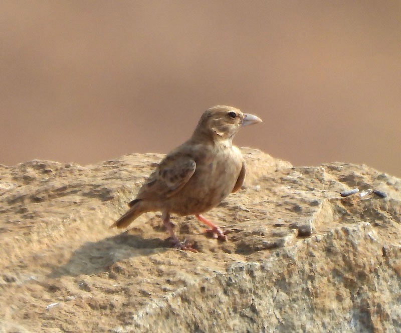 Ashy-crowned Sparrow-Lark - ML616148366