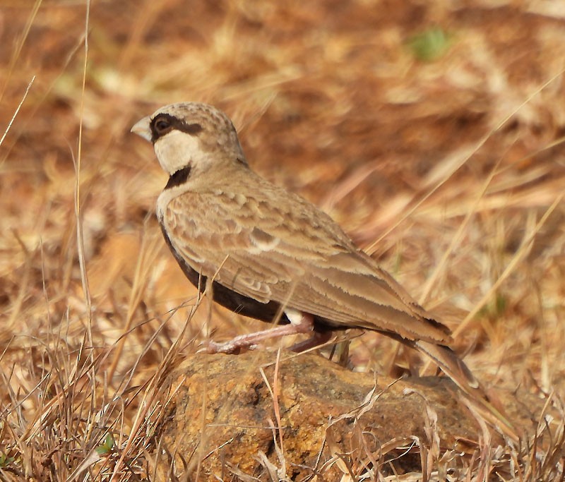 Ashy-crowned Sparrow-Lark - ML616148367