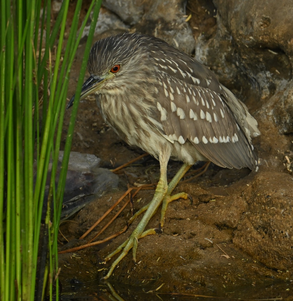 Black-crowned Night Heron - ML616148383
