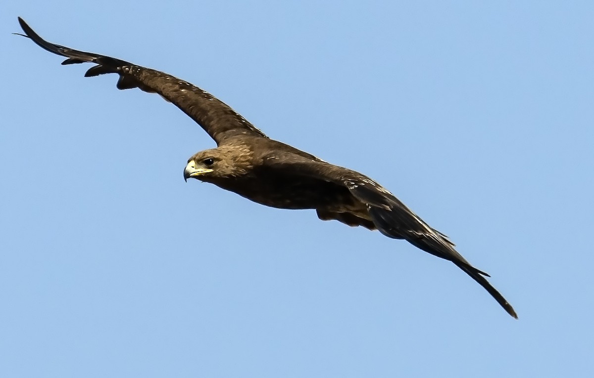 Greater Spotted Eagle - ML616148395