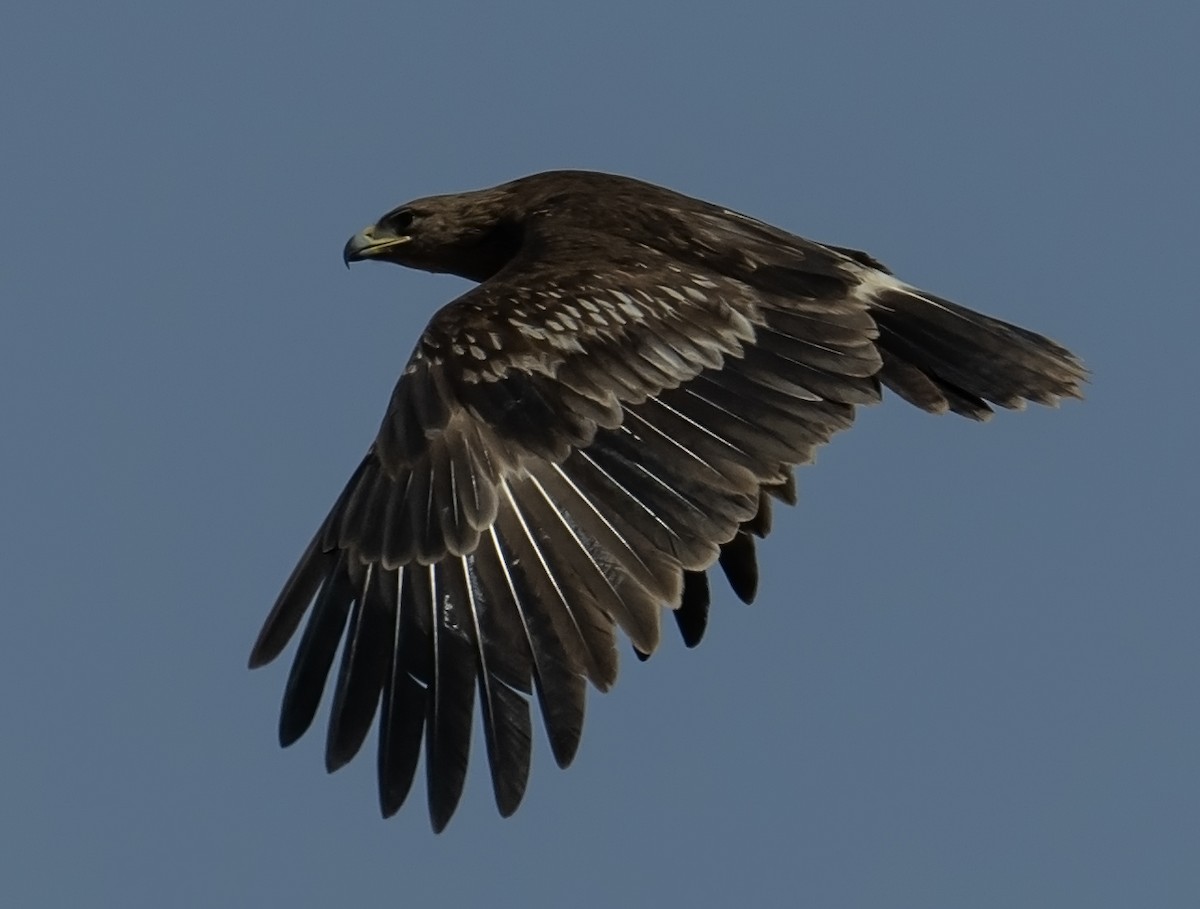Greater Spotted Eagle - ML616148396