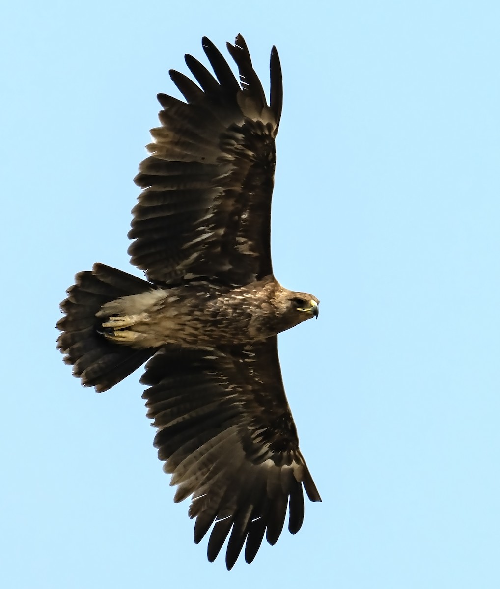 Greater Spotted Eagle - ML616148397